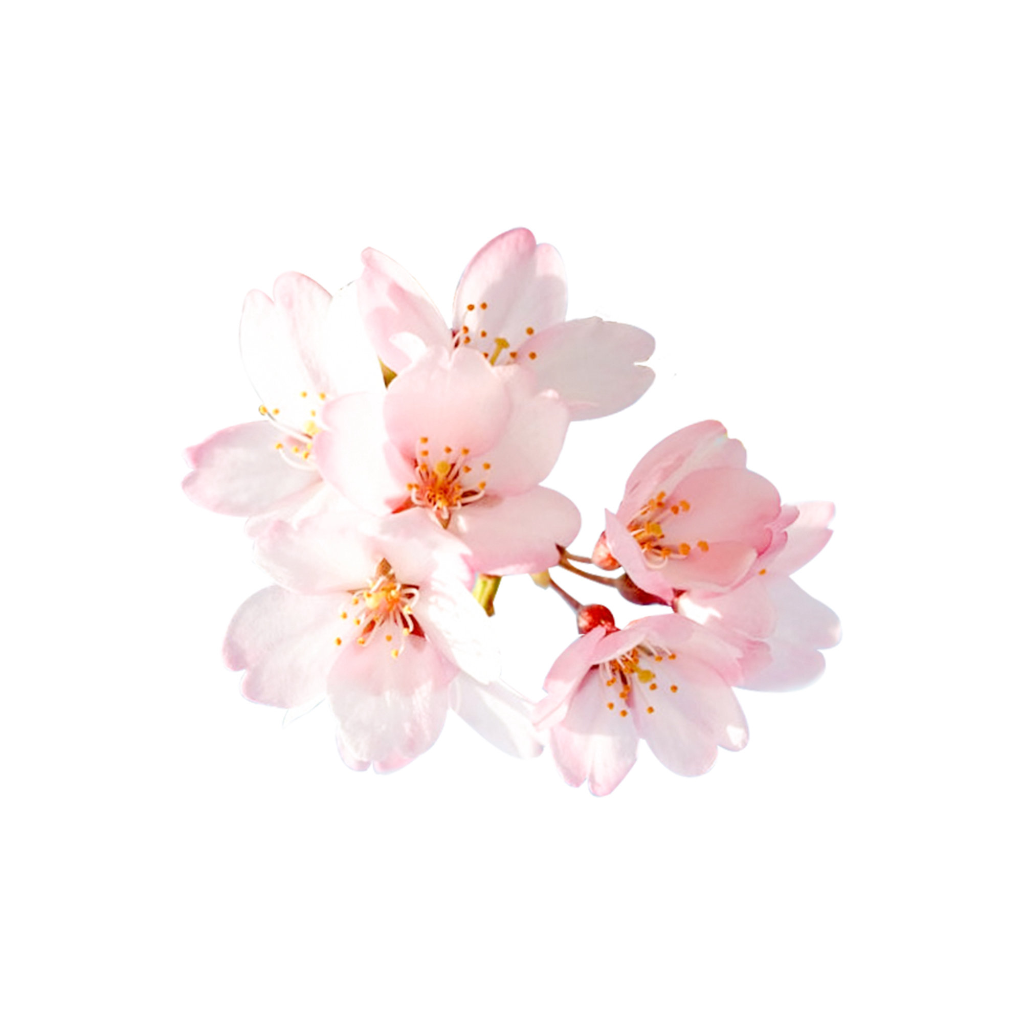 桃花纯露